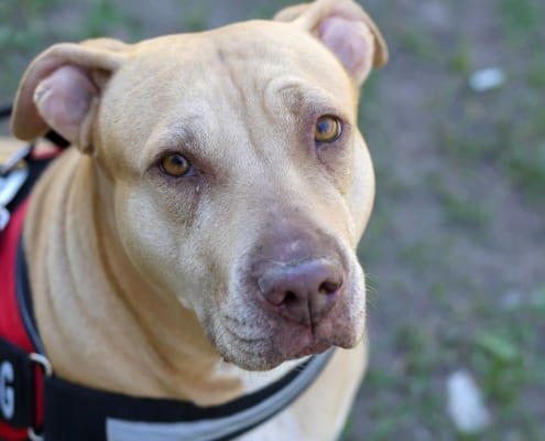 Traveling with a service dog
