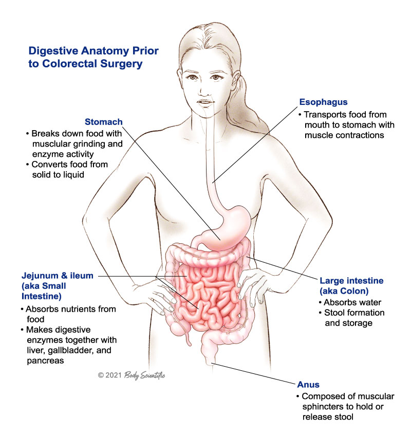 Anatomy Prior to Colorectal Surgery